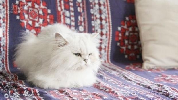 孩子生越少、寵物養越多...這3種