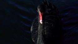 看壞美股後市？黑天鵝指數創1990年統計以來新高