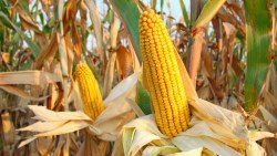 為什麼要投資農業基金？巴菲特告訴你：我願意拿錢買下美國所有農地，也不願持有黃金