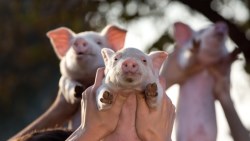 整晚追垃圾車要廚餘！「養豬也要養得出類拔萃」遊子返鄉養豬，負債6百萬變年賺4百萬