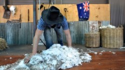 澳洲看病2千5、住院2萬4...打工旅遊必備3大保險，不怕一次重病就掏光積蓄