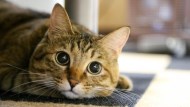 「貓咪」拯救了日本經濟？！一年6800億經濟效益，日本商界：用對貓咪，一定能獲利