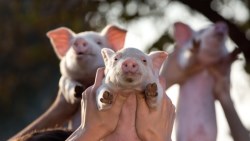 人行寬鬆選項受限？中國豬肉價格飆、Q4通膨上看3%