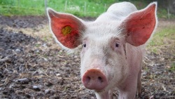 中國10月豬肉進口金額年增239%、牛肉進口量逼近歷史高