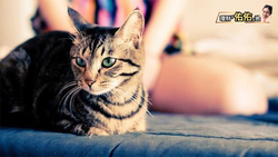 善用補助，6000元寵物絕育費用竟只要1200元！小資女佑佑：花錢之處正是省錢機會