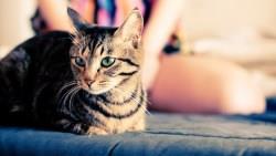 「對許多人來說，毛小孩比真小孩更重要」...寵物經濟成市場新焦點