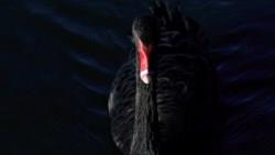 「黑天鵝」事件不斷！股債動盪＋防疫險風暴，保險業前10月現金增資近千億