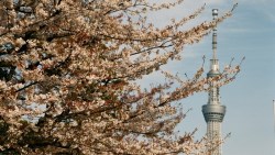 關係惡化、拒遊日！南韓8月赴日旅客數腰斬、摔3年低